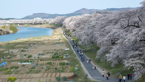 La-Gente-Está-Disfrutando-Con-Miles-De-Cerezos-En-Flor-En-El-Lado-Del-Río-Shiroishi-En-Funaoka,-Sendai,-Japón-En-Primavera