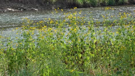 Flores-Silvestres-Amarillas-Al-Lado-Del-Río-Que-Fluye-En-Verano-Toma-Panorámica-4k