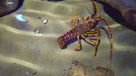 lobster-walking-on-sea-bed