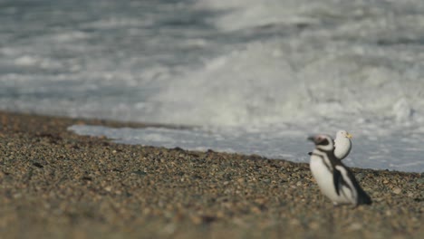 Pinguino-Camina-Frente-A-Una-Gaviota-En-Patagonia