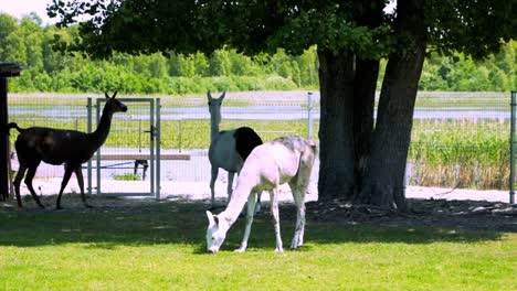 Three-Llamas-eating-grass-and-relaxing-under-the-tree-in-the-shadow