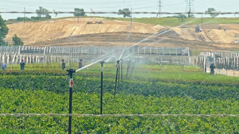Menschen,-Die-Auf-Dem-Feld-Des-Bauern-Pflücken,-Während-Sie-über-Eine-Sprinkleranlage-Bewässert-Werden