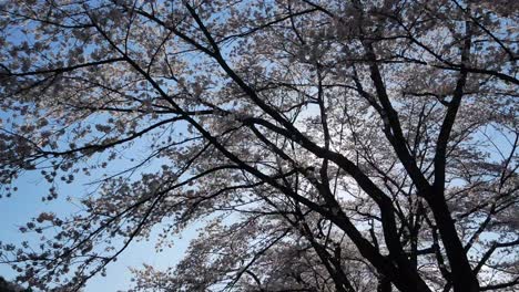 Blicken-Sie-In-Den-Himmel,-Während-Sie-An-Einem-Sonnigen-Tag-Der-Frühlingssaison-In-Japan-Mit-Sonnenschein-Im-Hintergrund-Zwischen-Den-Riesigen-Kirschblütenbäumen-In-Voller-Blüte-Spazieren
