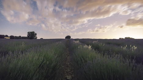 Timelapse-of-milky-way-rising-over-Lavender-fields-in-Brihuega,-Spain