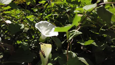White-Flower-in-a-green-forest-turn-around-shot-hide-flower-behind-a-leaf