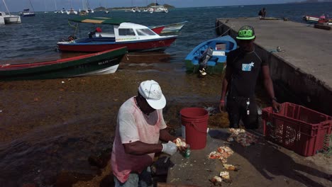 Fishermen-preparing-conch-from-the-days-catch-to-take-to-restaurants