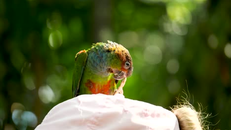 Loro-Verde,-Loro-Conure-De-Garganta-Azul-Sentado-En-La-Mano-Humana-Y-El-Loro-Volador-Libre-De-La-Cabeza-Sentado-Sentado-En-El-Loro-Volador-Humano-Libre-Jugando-Con-Una-Niña