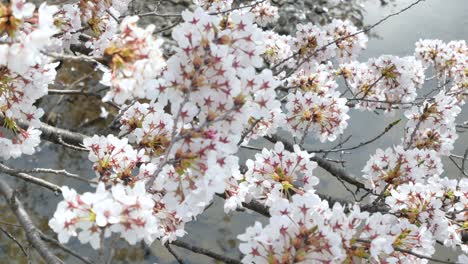 Vista-Del-Paisaje-De-La-Hermosa-Flor-Natural-De-Sakura-En-Plena-Floración-Con-Fondo-De-Agua-Que-Fluye-En-Un-Pequeño-Canal-En-El-Día-Del-Sol-De-Primavera-En-Kikuta,-Fukushima,-Japón