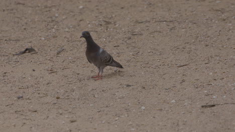 Pigeons-running-around-on-dirt-in-park