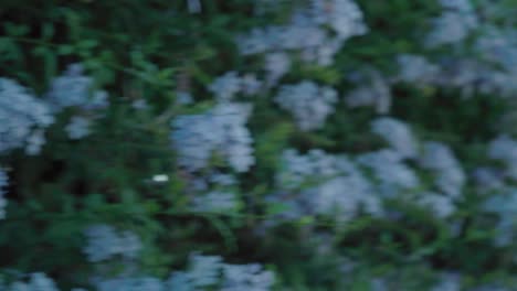 Pan-from-blue-flowers-to-Sevilla-Santa-Justa-train-station,-Rack-Focus