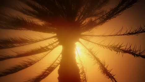 Sunshine-peering-through-silhouetted-palm-tree-foliage-golden-tone-light-late-afternoon-summertime-seaside-holiday-vacation-paradise-emotion-sensation-therapy-wellbeing-warmth