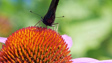 Extreme-close-up-macro-shot-of-orange-Small-tortoiseshell-butterfly-sitting-on-purple-coneflower-and-collecting-nectar
