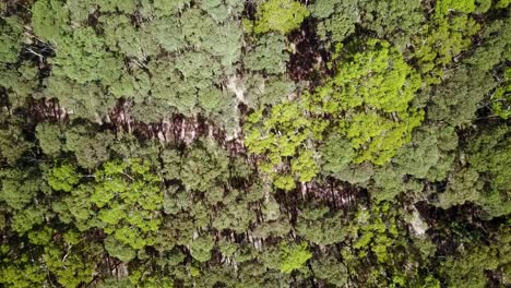 Vertical-drone-shot-then-lowering-over-tree-canopies-in-the-Wombat-State-Forest-near-Trentham,-Victoria,-Australia