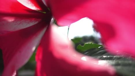 Isolated-green-leaves-and-red-Hibiscus-flower-bud-in-slow-motion
