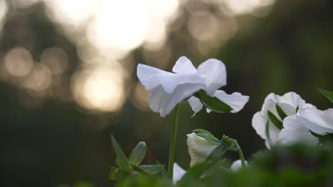 Sliding-left,-white-pansies-flowers-lit-up-by-bokeh-sunset