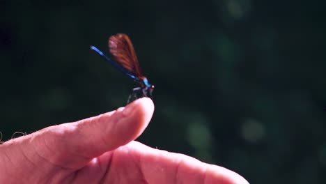 Close-up-of-a-blue-dragonfly-perched-on-hand,-Ebony-Jewelwing-spreading-wings-in-slowmotion