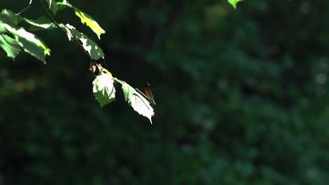 Close-up-of-a-golden-dragonfly-on-in-tree,-Ebony-Jewelwing-flying-away-in-slowmotion