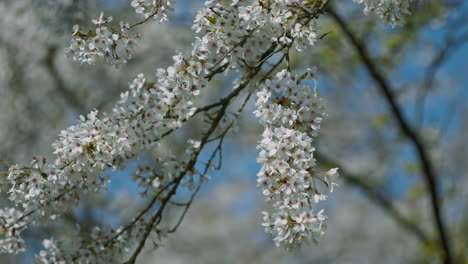 Video-Zeitlupe-Kirschblüten-Bewegten-Sich-Im-Wind-Vor-Dem-Hintergrund-Des-Reinen-Blauen-Himmels