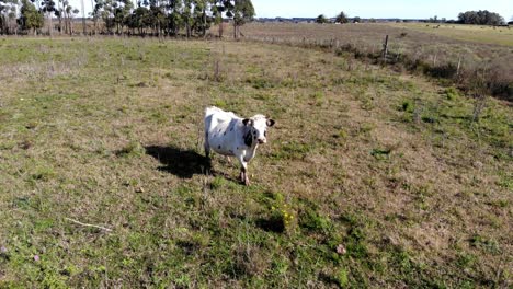 Aerial-view-of-a-cow-staring-in-the-field-on-a-sunny-day
