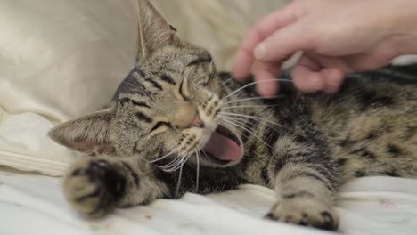 Sleepy-young-striped-tabby-yawns-while-enjoying-affection-from-owner-medium-shot