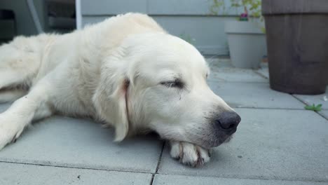Close-up-of-white-dog-laying-on-the-ground-outside-with-its-head-on-its-paw-looking-tired