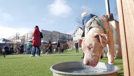 Ein-Entzückender-Welpe-Trinkt-An-Einem-Heißen-Sommertag-Wasser-Aus-Einer-Schüssel-In-Einem-Gehobenen-Städtischen-Hundepark-Und-Einer-Bar