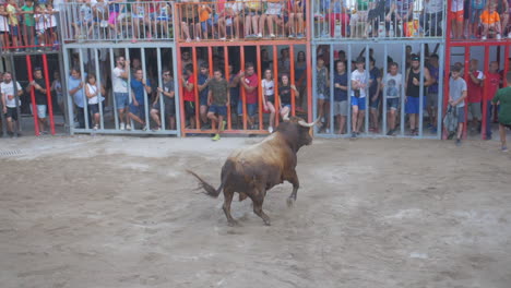 Slow-motion-long-shot-of-a-bull-charging-in-an-arena