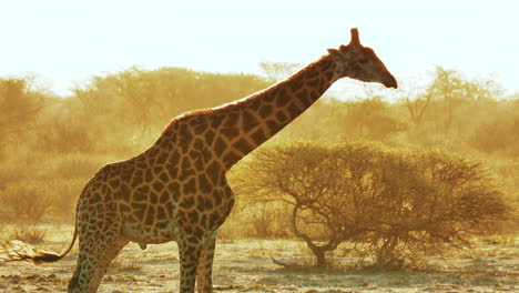 Schöne-Giraffe-Erschrocken-Und-Steht-Auf,-Während-Sie-Während-Der-Goldenen-Stunde-In-Botswana,-Südarika,-Am-Wasserloch-Trinkt