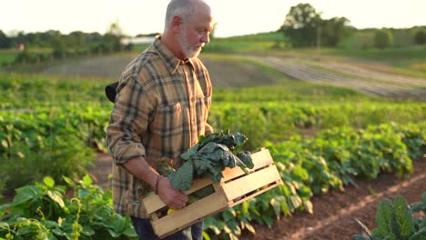 Close-up-slow-motion-of-farmer-walking-and-picking-kale-in-the-field-at-sunset