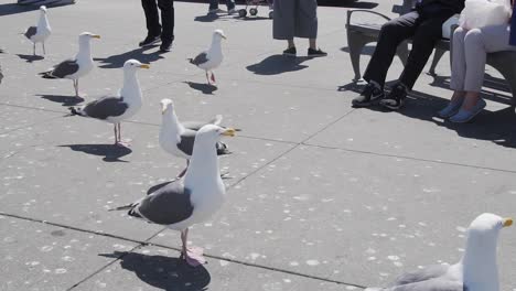 Slow-Motion-of-Flock-of-Seagulls-Looking-For-Food-on-Square-in-San-Francisco-USA