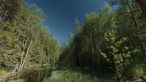 Wide-view-of-calm-forest-river-surrounded-by-high-trees-and-clear-blue-sky