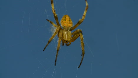 Close-up-of-a-common-garden-spider-in-its-web-against-a-blue-sky-background