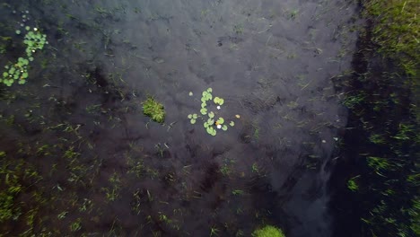 Beautiful-aerial-view-of-water-lilies-on-the-water-on-a-tranquil-lake-Pape-surface-in-calm-summer-day,-wide-angle-ascending-drone-shot