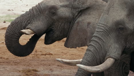 Elefantes-Bebiendo-Agua-Con-Sus-Baúles-En-Nxai-Pan,-Botswana---Un-Primerísimo-Plano