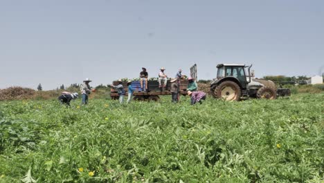 Gruppe-Von-Feldarbeitern,-Die-Wassermelonen-Ernten-Und-Auf-Einen-Traktoranhänger-Laden