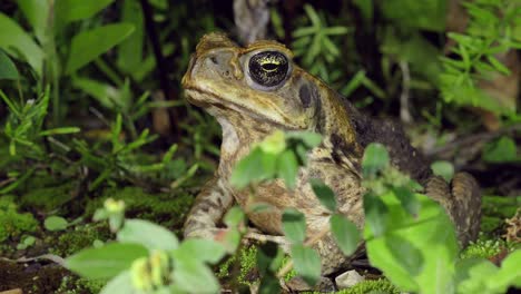 Cane-Toad-Hiding-in-Lush-Nature,-Close-Up
