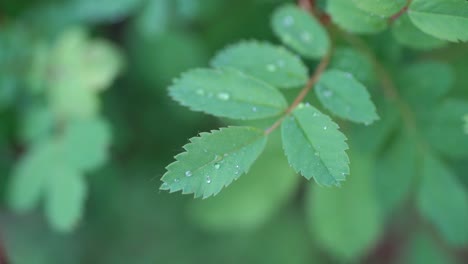 Closeup-slow-motion-clip-of-rain-drops-hitting-green-leaves