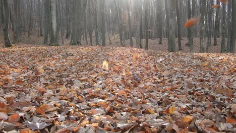 Walk-in-the-forest-with-autumn-leaves-on-the-ground-and-sun-coming-through-trees