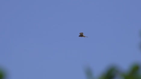 Breathtaking-tracking-shot-of-buzzard-in-flight-during-beautiful-summer-day