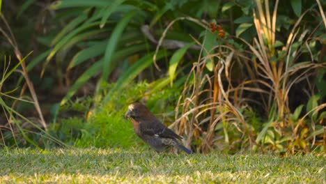 Small-exotic-bird-chewing-seeds-and-hopping-around-on-a-grass-lawn,-thick-billed-weaver