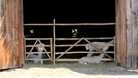 white-alpaca-standing-on-the-door-entry-of-the-farm-with-wooden-fence