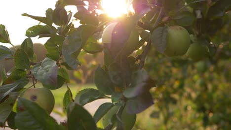 Apple-tree-with-ripe-green-apples-against-sunshine-medium-shot