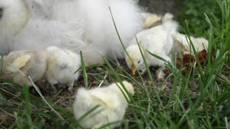 Pollos-De-Seda-Recién-Nacidos-Y-Su-Madre-En-La-Tierra-Susurrando-Alrededor