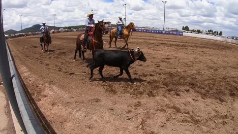 Un-Vaquero-De-Rodeo-Lleva-Un-Novillo-De-Regreso-Al-Corral-Después-De-Que-El-Evento-De-Lazo-De-Novillos-Ha-Terminado