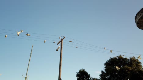 White-Crested-Cocatoo-Und-Der-Kleine-Corella-Papageienvogel-Auf-Stromleitungen-Und-Masten-Am-Straßenrand-In-Einem-Vorort-Von-Sydney,-Australien