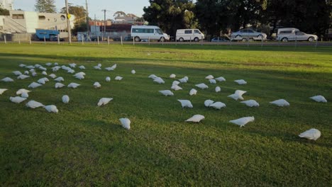 Flocks-of-wild-white-parrots-in-an-green-grass-outdoor-football-field-in-the-park