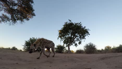 Gefleckte-Hyäne,-Die-In-Der-Dämmerung-Auf-Einer-Staubigen-Straße-Spazieren-Geht-Und-Vor-Einer-Offenen-Kamera-Davonläuft