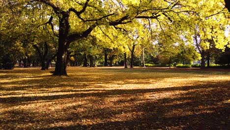 Static-shot-of-golden-trees-in-beautiful-autumn-season-in-Margaret-park,-Budapest-while-golden-leafs-are-falling-down-and-people-walking-in-the-distance