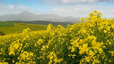 Close-up-of-striking-yellow-canola-flowers-swaying-in-the-breeze,-static-shot