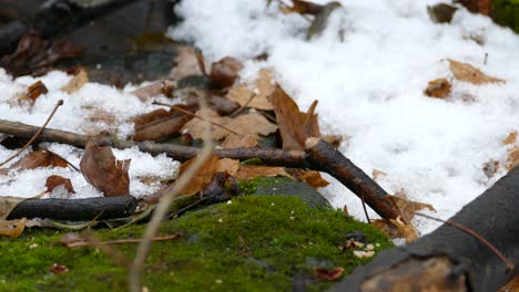 Closeup-of-bird-on-wet-ground-with-mix-vegetation-during-season-change